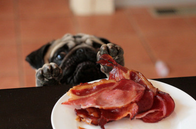 Bacon and Pugs and somewhere a metaphor for capitalism