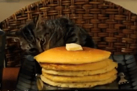 Yessss!!! pancake cat can has pancake!!!!1!